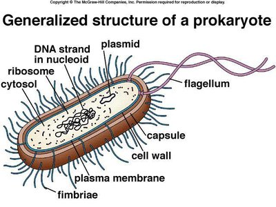 Generalized structure of a prokaryote