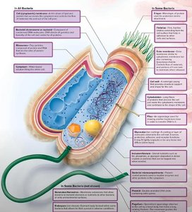 Detailed structure of a prokaryotic cell