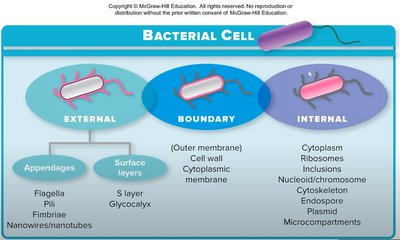 Bacterial cell: external, boundary, and internal structures