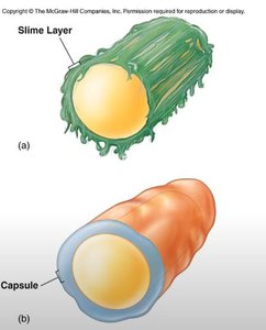 Slime layer and capsule structure