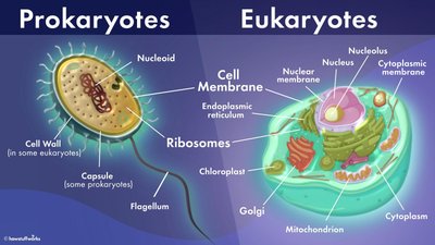 Comparison of prokaryotic and eukaryotic cell structures