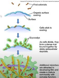 Pillar-like biofilm structures