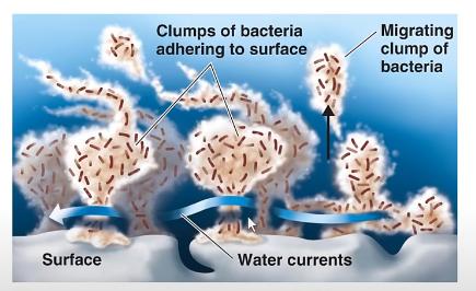 Biofilm on medical device