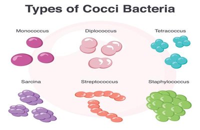Types of cocci bacteria