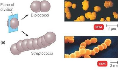 Cocci arrangements