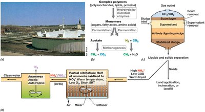 Anaerobic sludge digester and microbial processes