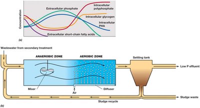 Phosphorus and carbon transitions during tertiary treatment