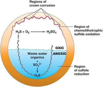 Microbial sulfur cycle and crown corrosion in sewer pipes