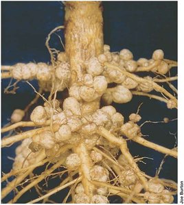 Root nodules on legume roots