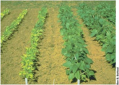 Comparison of nodulated and unnodulated soybean plants