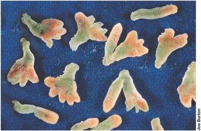 Leghemoglobin pigment in root nodules