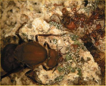 Leafcutter ants cultivating fungus
