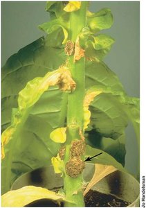 Crown gall tumor on a tobacco plant
