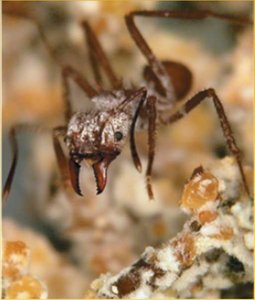 Close-up of a leafcutter ant