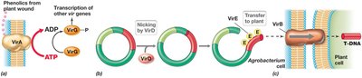 Mechanism of T-DNA transfer from Agrobacterium to plant cell