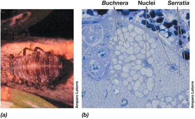 Cedar aphid and its bacteriome with symbionts