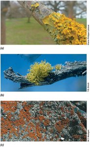 Examples of lichens on tree bark and rocks
