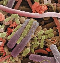 Colorized electron micrograph of diverse bacteria