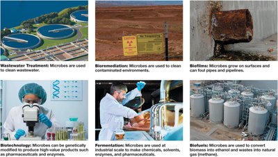 Applications of microbes in industry and environment