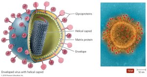 Enveloped virus with helical capsid and glycoprotein spikes