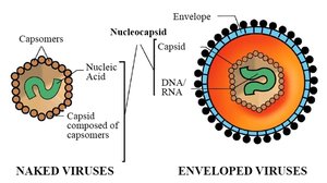 Diagram of naked and enveloped viruses