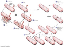 Lysogenic replication cycle in bacteriophages