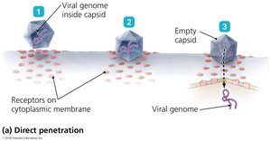 Direct penetration of animal viruses