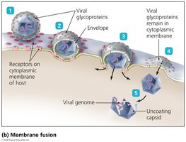 Membrane fusion entry of animal viruses