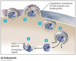 Endocytosis entry of animal viruses