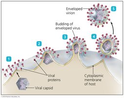 Budding process in enveloped viruses