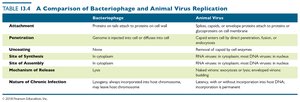Table: Comparison of Bacteriophage and Animal Virus Replication
