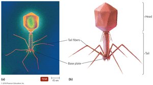 Complex bacteriophage structure