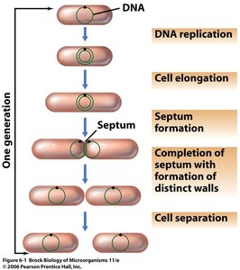 Steps of binary fission in bacteria