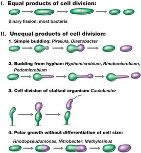 Different mechanisms of prokaryotic cell division