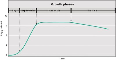 Bacterial growth curve showing lag, exponential, stationary, and decline phases