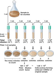 Serial dilution and plate count method for measuring microbial growth