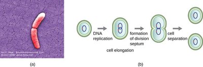 Binary fission process and bacterial cell