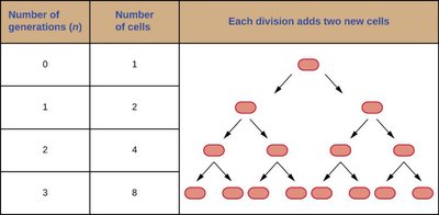 Table and diagram showing exponential increase in cell number with each generation