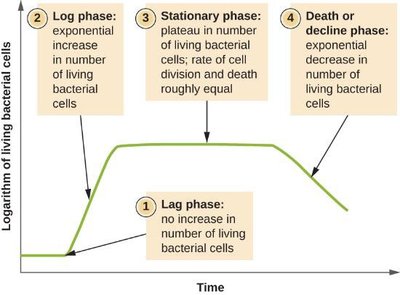 Bacterial growth curve showing lag, log, stationary, and death phases