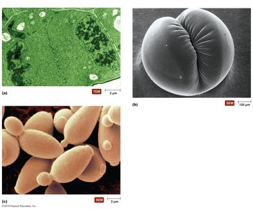 Cytokinesis in eukaryotic cells: vesicles forming cell plate, cleavage furrow, budding
