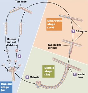 Diagram of fungal sexual and asexual life cycle