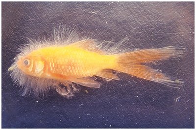 Fish infected with water mold