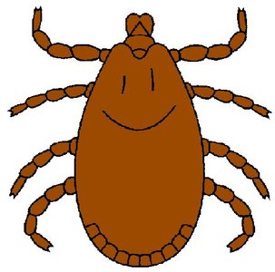 Diagram of a tick (arachnid vector)