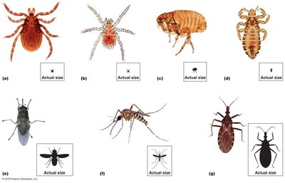 Examples of arthropod vectors: ticks, mites, fleas, lice, flies, mosquitoes, kissing bugs