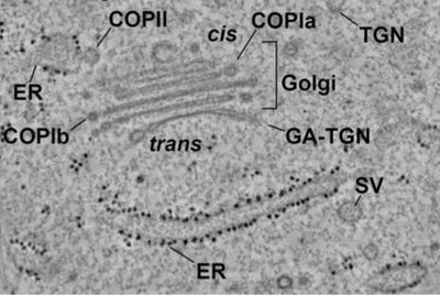 Electron micrograph of the Golgi apparatus and associated vesicles, showing COPII, COPIa, COPIb, ER, TGN, and SV labels