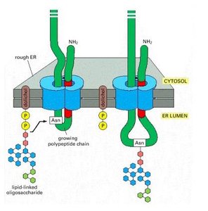 N-linked glycosylation of nascent polypeptides in the ER