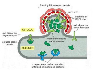 COPII-coated vesicle formation at the ER membrane