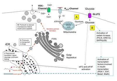 Diagram of insulin synthesis, processing, and secretion in pancreatic β-cells