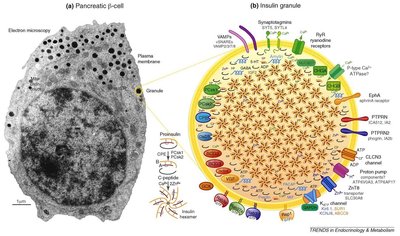 Electron micrograph of secretory vesicles containing insulin at the plasma membrane