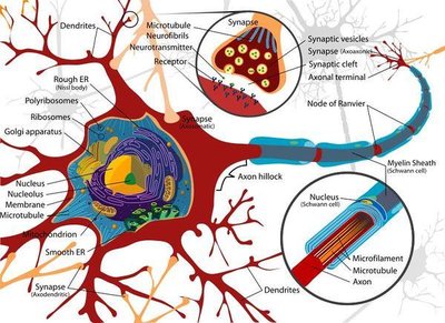 Diagram of a neuron showing organelles and synaptic vesicles